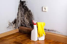 Environmental Consulting for Mold Prevention in Greenville, IN